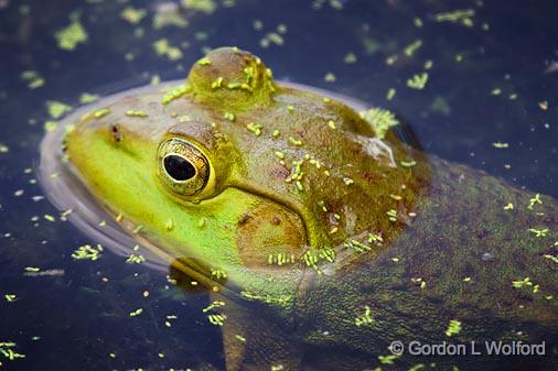 Bullfrog_53785.jpg - Photographed at the Canadian Mississippi River near Carleton Place, Ontario, Canada.